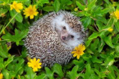 Avrupa çiçek bahçesi, çok güzel yüzü ve iki açık pençesi sonunda oynayan kirpi.