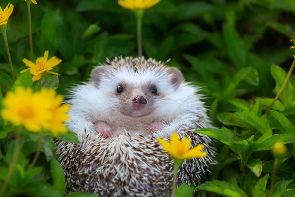 European Hedgehog Playing Flower Garden Very Pretty Face Two Front — Stock Photo, Image