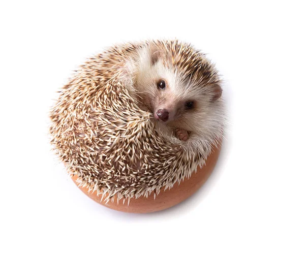 European Hedgehog Isolated White Background — Stock Photo, Image
