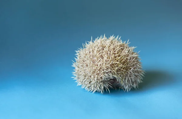 Little animal - hedgehog on blue background.