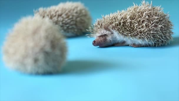 Little Animal Hedgehog Blue Background — Stock Video