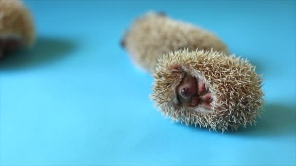 Little Animal Hedgehog Blue Background — Stock Video