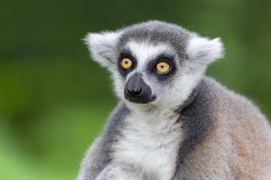 Anne doğa arka plan ile arkasında tutarak bebek lemur catta (halka kuyruklu maki).