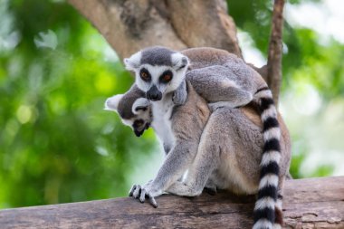 Anne doğa arka plan ile arkasında tutarak bebek lemur catta (halka kuyruklu maki).