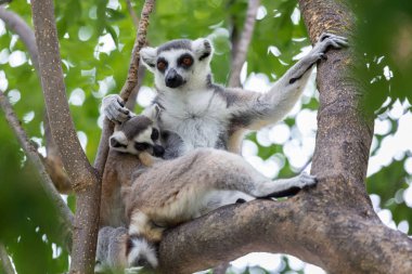Lemur catta bebek beslenme süt anne ağacındaki (halka kuyruklu maki portresi)