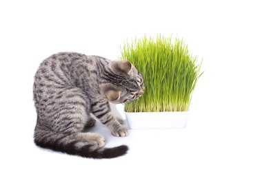 İskoç Fold kedi Yulaf tohumu, beyaz arka plan üzerinde izole evde beslenen hayvan sağlık için doğal bitkisel tedavi tarafından büyüyen taze yeşil çim yeme.