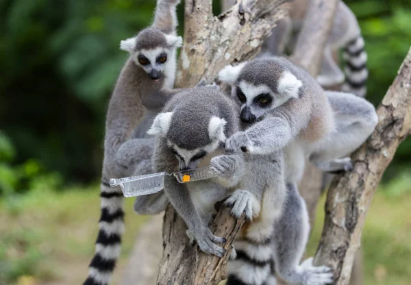 Group Lemur Catta Ring Tailed Lemur Fight Food Plastics Pack — Stock Photo, Image