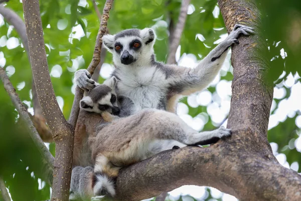 Retrato Lémur Catta Bebé Comiendo Leche Madre Árbol Anillo Cola — Foto de Stock