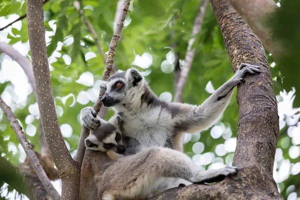 Porträt Eines Lemurenkatzenbabys Das Milchmutter Auf Baum Frisst Ringschwanzmaki — Stockfoto