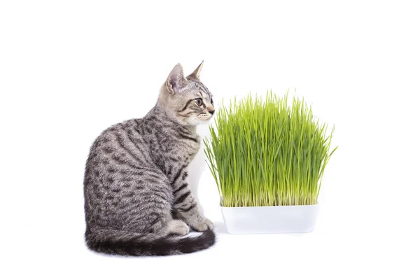 Scottish Fold Kotów Jedzenie Zielonej Trawy Rosnące Przez Nasion Owsa — Zdjęcie stockowe
