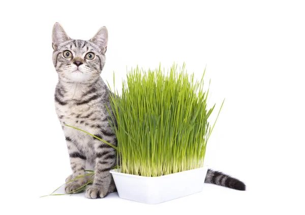 Scottish Fold Kotów Jedzenie Zielonej Trawy Rosnące Przez Nasion Owsa — Zdjęcie stockowe