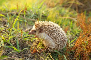 Sevimli kirpi, güneş ışık arka plan, doğa çayırda komik seyahat kavramı birlikte.