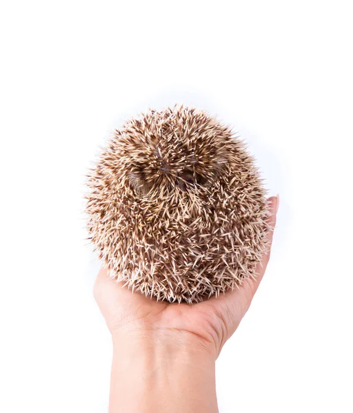 Hedgehog Isolated White Background — Stock Photo, Image