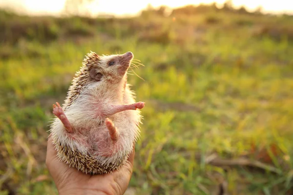 Hedgehog Funny Hands Nature Background Travel Concept Together — Stock Photo, Image