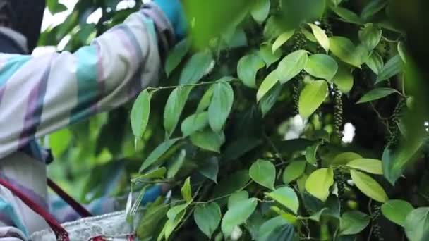 Boer Plukken Van Peper Landbouwgrond Een Bloeiende Wijnstok Familie Piperaceae — Stockvideo