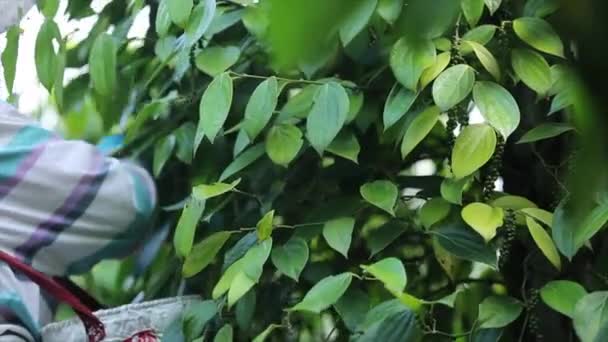 Agricultor Recogiendo Pimienta Tierra Cultivo Una Familia Vid Floreciente Piperaceae — Vídeos de Stock