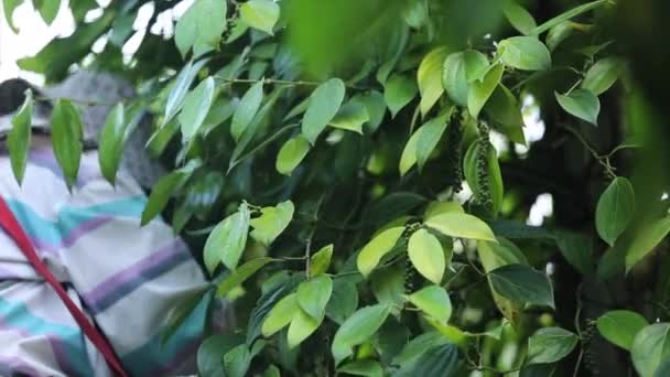 Farmer Picking Pepper Farmland Flowering Vine Family Piperaceae Which Dried — Vídeo de Stock