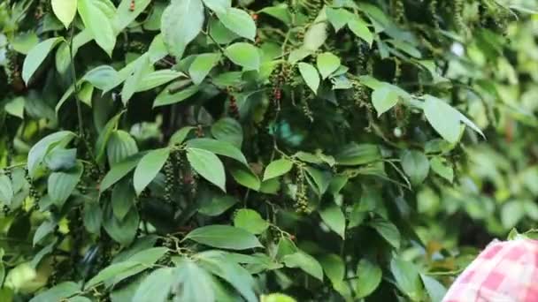 Boer Plukken Van Peper Landbouwgrond Een Bloeiende Wijnstok Familie Piperaceae — Stockvideo