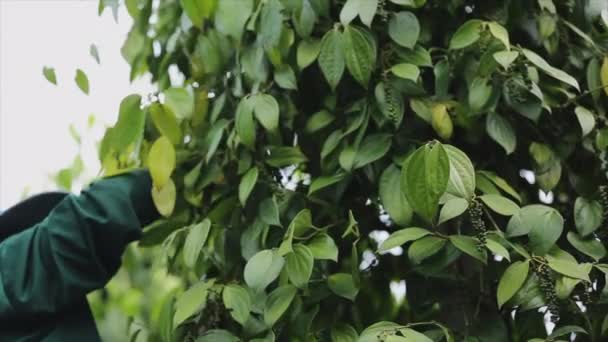 Agricultor Recogiendo Pimienta Tierra Cultivo Una Familia Vid Floreciente Piperaceae — Vídeos de Stock