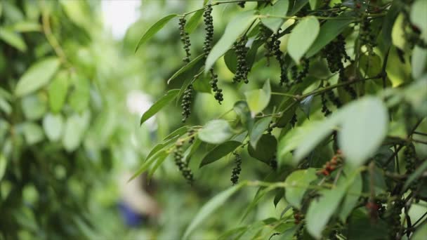 Agricultor Recogiendo Pimienta Tierra Cultivo Una Familia Vid Floreciente Piperaceae — Vídeos de Stock