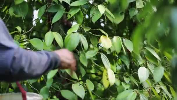 Farmer Picking Pepper Farmland Flowering Vine Family Piperaceae Which Dried — Vídeo de Stock
