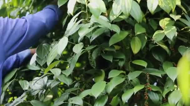 Agricultor Recogiendo Pimienta Tierra Cultivo Una Familia Vid Floreciente Piperaceae — Vídeos de Stock