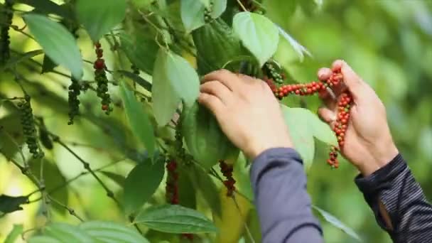 Фермер Який Збирає Перець Сільськогосподарських Угіддях Квітуча Сім Виноградників Piperaceae — стокове відео