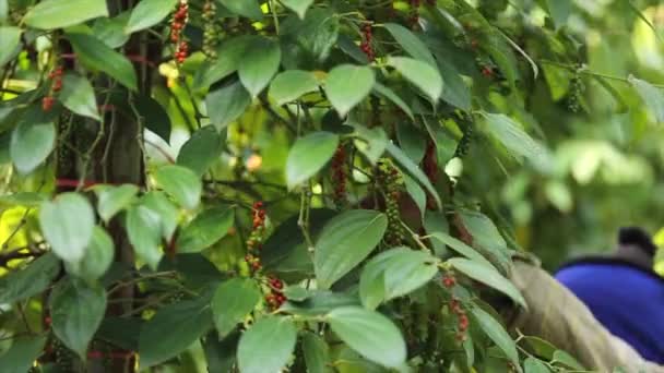 Farmer Picking Pepper Farmland Flowering Vine Family Piperaceae Which Dried — Vídeo de Stock