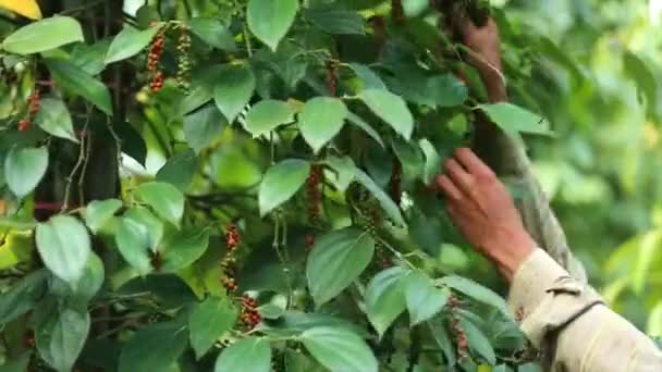 Agricultor Recogiendo Pimienta Tierra Cultivo Una Familia Vid Floreciente Piperaceae — Vídeos de Stock