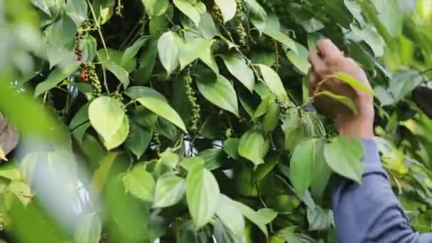 Agricultor Recogiendo Pimienta Tierra Cultivo Una Familia Vid Floreciente Piperaceae — Vídeos de Stock