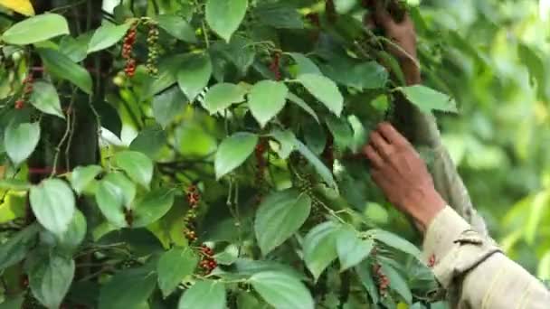 Boer Plukken Van Peper Landbouwgrond Een Bloeiende Wijnstok Familie Piperaceae — Stockvideo