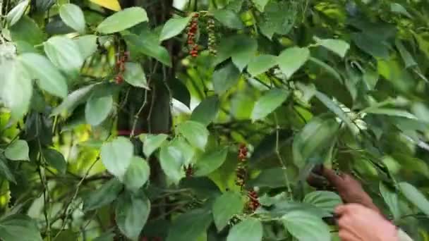 Poivre Récolté Par Les Agriculteurs Dans Les Terres Agricoles Est — Video