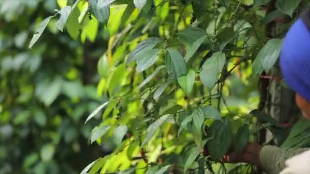 Agricultor Recogiendo Pimienta Tierra Cultivo Una Familia Vid Floreciente Piperaceae — Vídeos de Stock