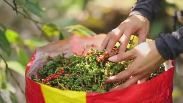 Farmer Picking Pepper Farmland Flowering Vine Family Piperaceae Which Dried — Stock Video