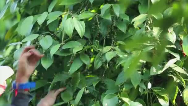 Agricultor Recogiendo Pimienta Tierra Cultivo Una Familia Vid Floreciente Piperaceae — Vídeos de Stock