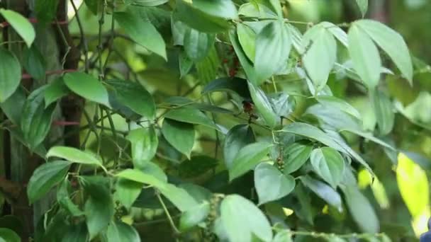 Boer Plukken Van Peper Landbouwgrond Een Bloeiende Wijnstok Familie Piperaceae — Stockvideo