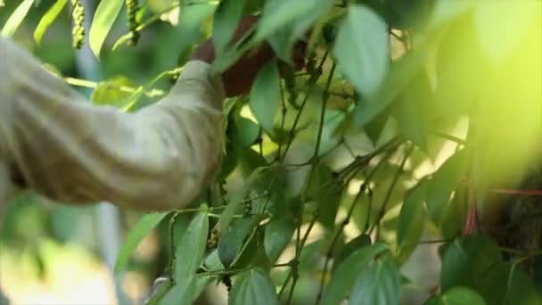 Agricultor Recogiendo Pimienta Tierra Cultivo Una Familia Vid Floreciente Piperaceae — Vídeos de Stock