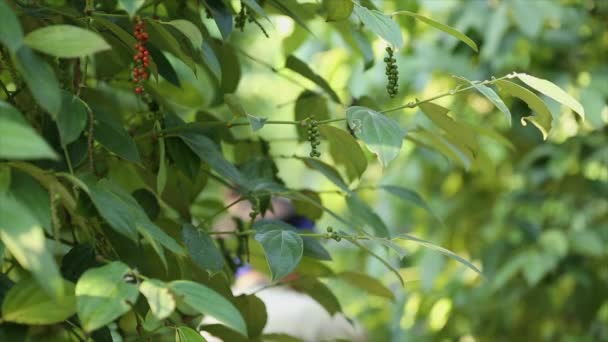 Farmer Picking Pepper Farmland Flowering Vine Family Piperaceae Which Dried — Vídeo de Stock