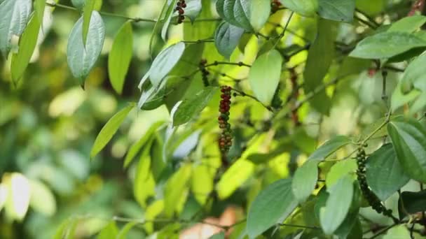 Farmer Picking Pepper Farmland Flowering Vine Family Piperaceae Which Dried — Vídeo de Stock