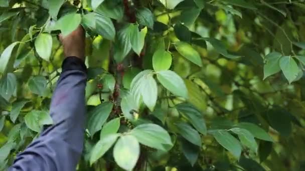 Farmer Picking Pepper Farmland Flowering Vine Family Piperaceae Which Dried — Vídeo de Stock