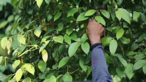 Farmer Picking Pepper Farmland Flowering Vine Family Piperaceae Which Dried — Vídeo de Stock