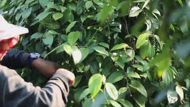 Farmer Picking Pepper Farmland Flowering Vine Family Piperaceae Which Dried — Stock Video