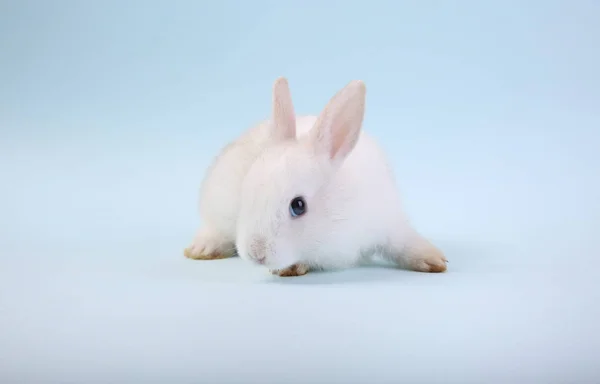 一只可爱的白兔在蓝色背景上被隔离. — 图库照片