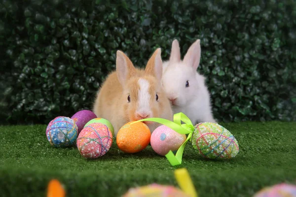 复活节兔子兔子白色与画鸡蛋在木篮 — 图库照片