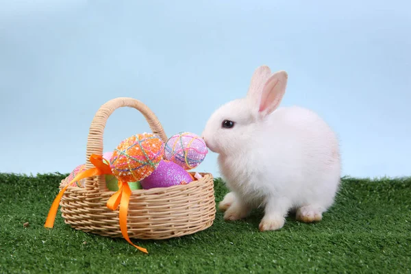 Easter bunny rabbit white with painted egg in the wooden basket