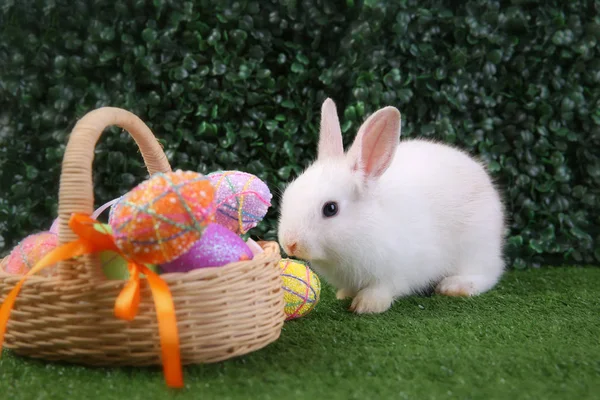 Easter bunny rabbit white with painted egg in the wooden basket