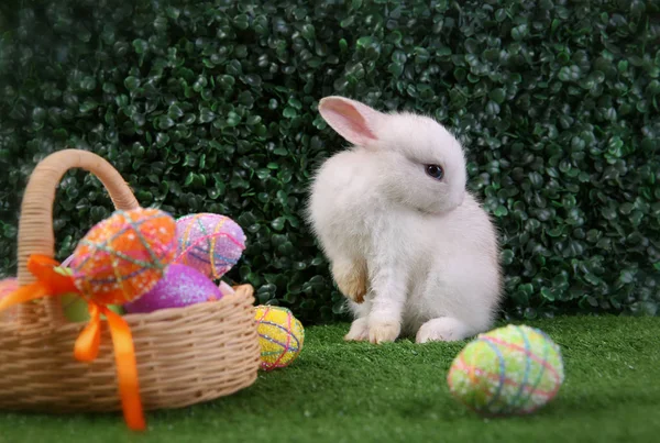 Easter bunny rabbit white with painted egg in the wooden basket