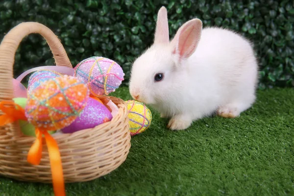 Пасхальный кролик белый с покрашенным яйцом в деревянную корзину — стоковое фото