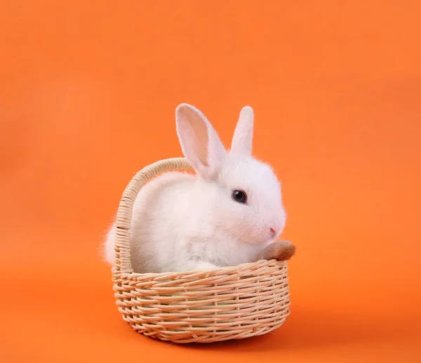 橙色背景的木制篮子里的白兔宝宝 — 图库照片