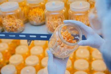 uzman bilim adamı test ve laboratuvarda altın sarısı cordyceps geliştirmek